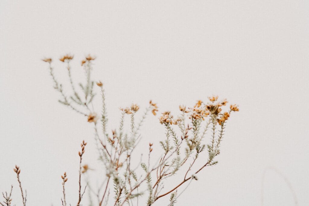 Zarte Pflanze vor hellem Hintergrund, Symbol für Antikörpertherapie moderne Medizin